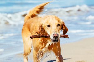 Health Dog, well maintained at an inverter fitted pet care centre, play fetch on a sea shore