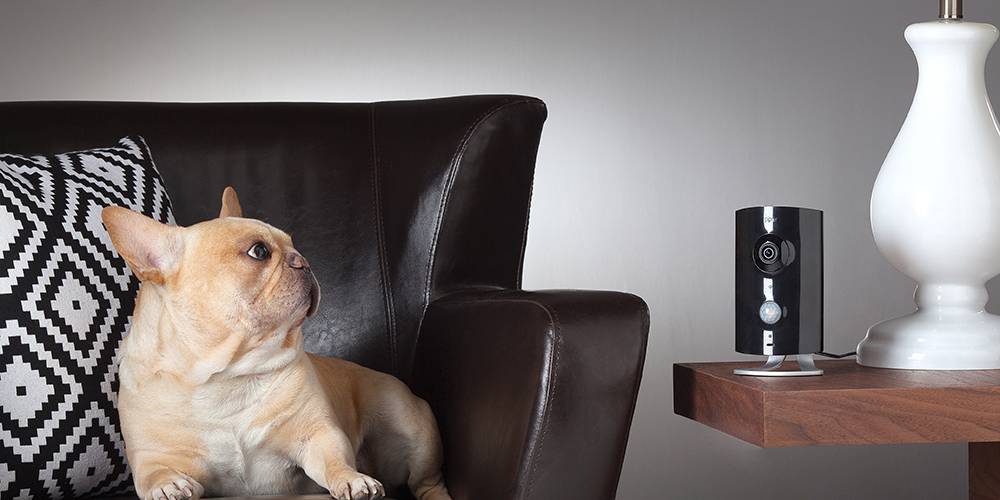 A pet dog sittig on a sofa being monitored by a home automation system camera