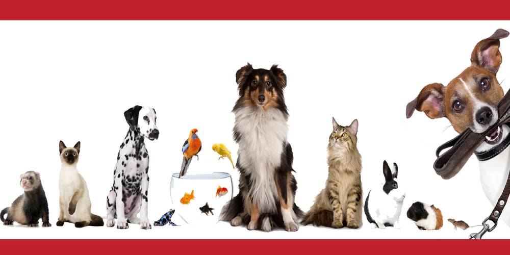 Cat, Dog, Birds, Rabbit and other pets sitting in a row, while a dog with belt in his mouth