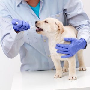 Dog being checked by Vet doctor during a regular medical check up