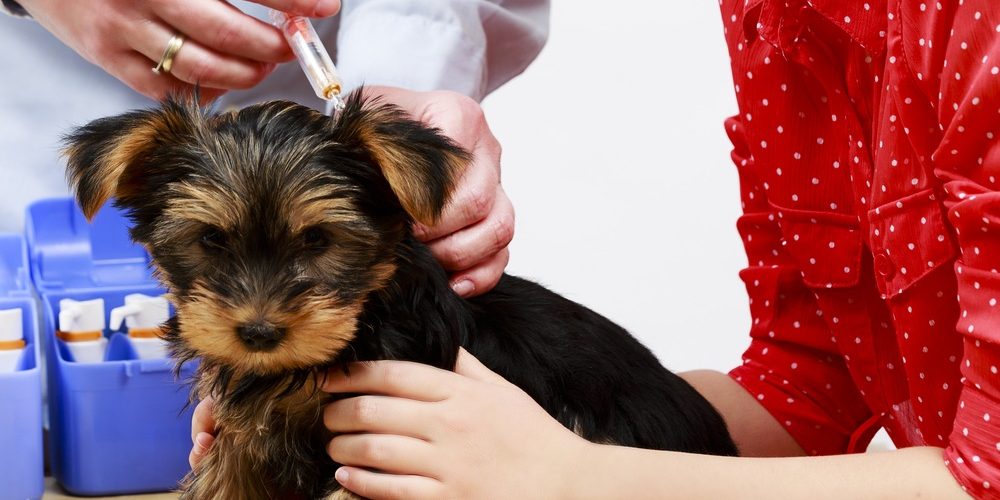 A pet dog in brown colour being groomed at a pet spa with a lady holding it.