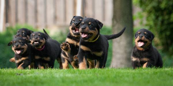 Setting Up A Registered Pet Shop In India