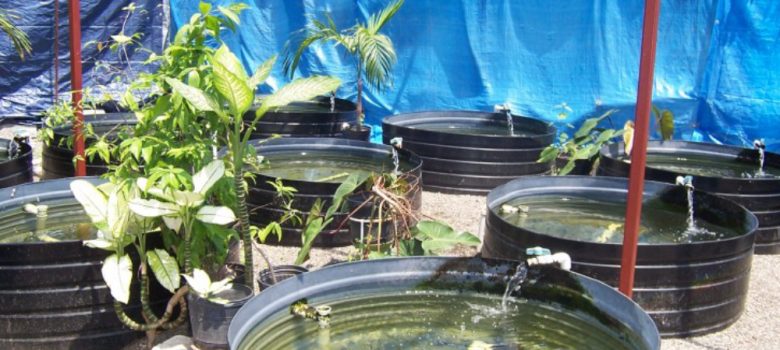 Small Cages For Fish Farming In Home.