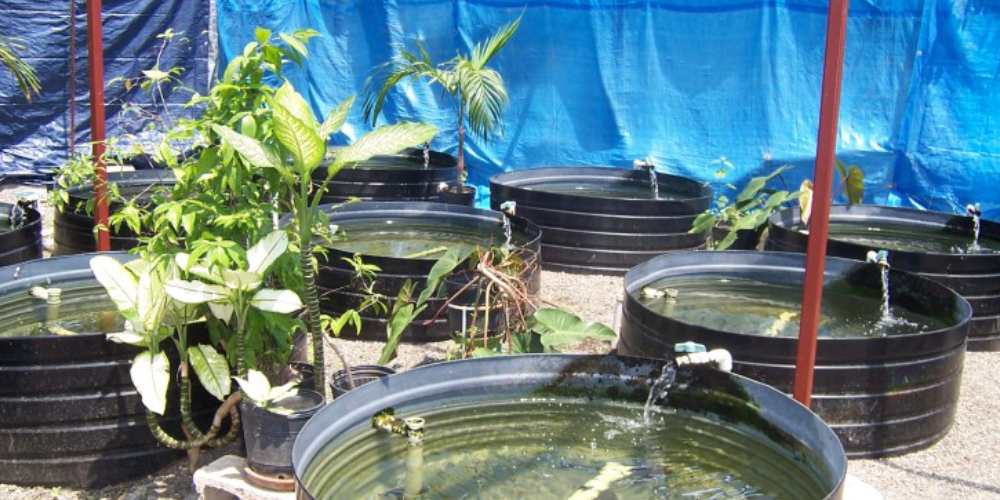 Small Cages For Fish Farming In Home.