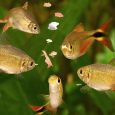 Feeding Swarm Buenos Aires Tetra Aquarium Fish Eating Flake Food.