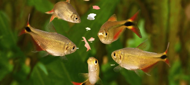 Feeding Swarm Buenos Aires Tetra Aquarium Fish Eating Flake Food.