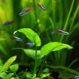 Tropical Fishes Swimming In Fresh Water Aquarium With Plants.