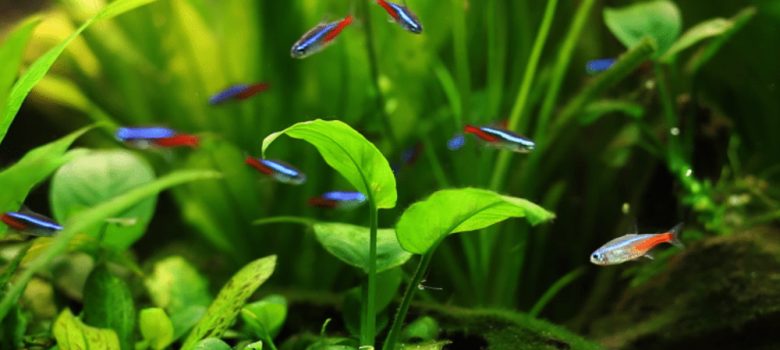 Tropical Fishes Swimming In Fresh Water Aquarium With Plants.