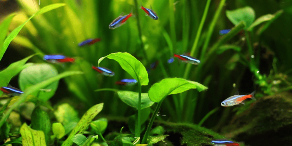 Tropical Fishes Swimming In Fresh Water Aquarium With Plants.