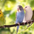 A Flock Of Multi Colored Parrots Sitting On The Brach Of The Tree.