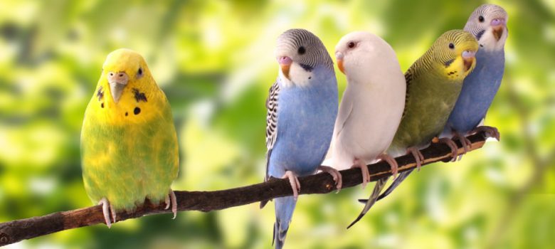 A Flock Of Multi Colored Parrots Sitting On The Brach Of The Tree.