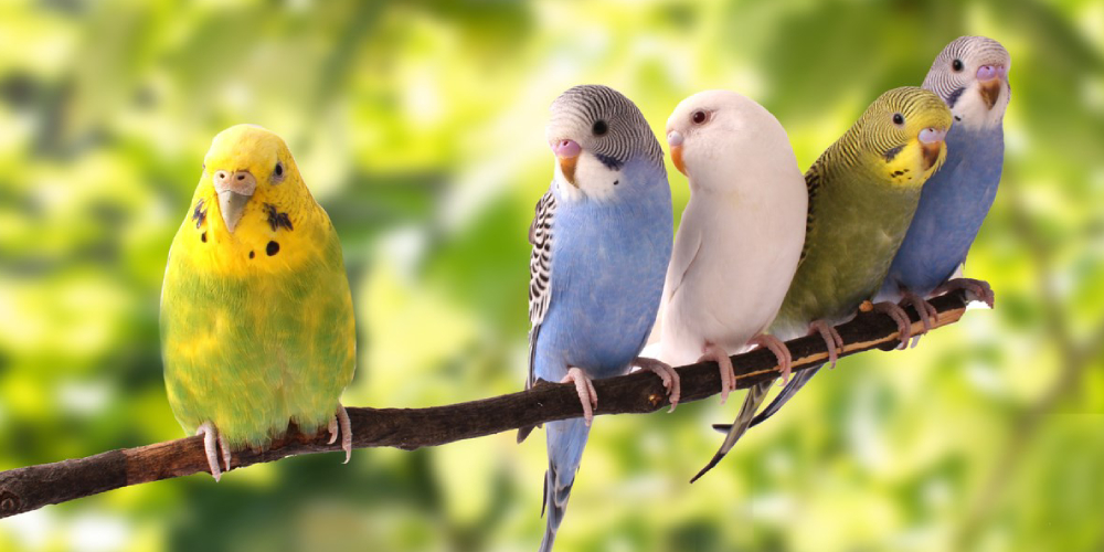 A Flock Of Multi Colored Parrots Sitting On The Brach Of The Tree.