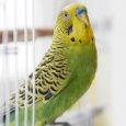 Yellow Colored Bird Sitting On The Swing In The Cage.