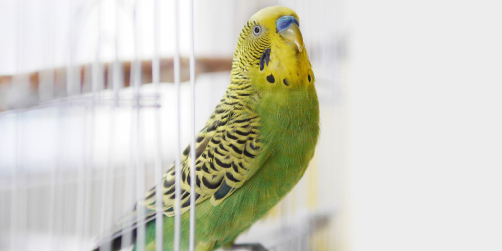 Yellow Colored Bird Sitting On The Swing In The Cage.