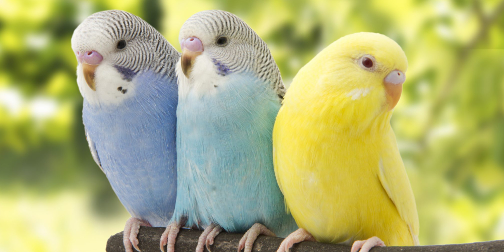 Lovely Three Young Love Birds Sitting On The Brach Of The Tree.