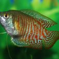 A Picture Showing Jack Dempsey Cichlid Swimming In Aquarium With Plants.