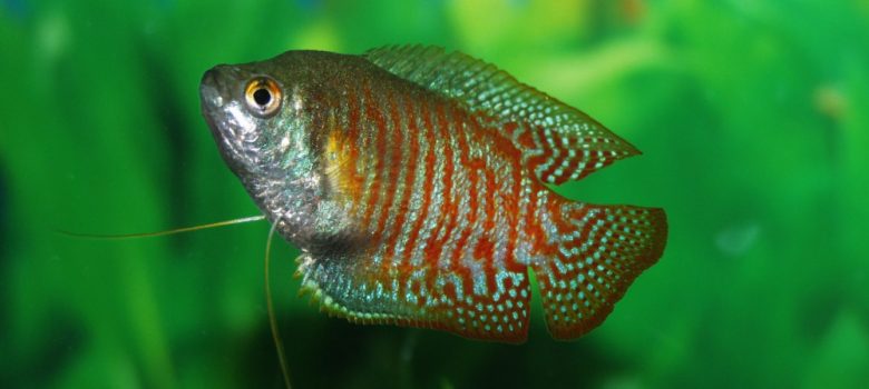 A Picture Showing Jack Dempsey Cichlid Swimming In Aquarium With Plants.