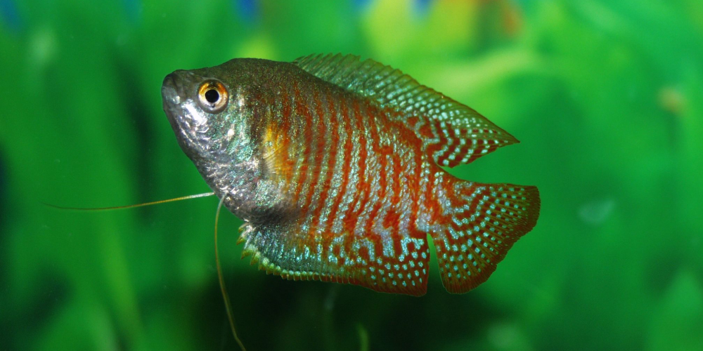 A Picture Showing Jack Dempsey Cichlid Swimming In Aquarium With Plants.