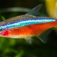 A Close-Up View Of Red & Blue Multicolored Fish Swimming.
