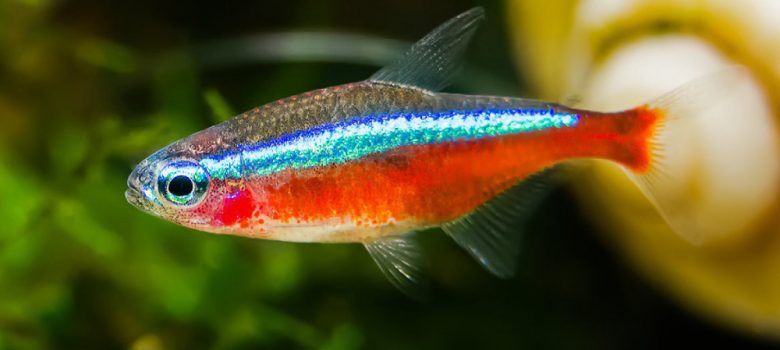 A Close-Up View Of Red & Blue Multicolored Fish Swimming.