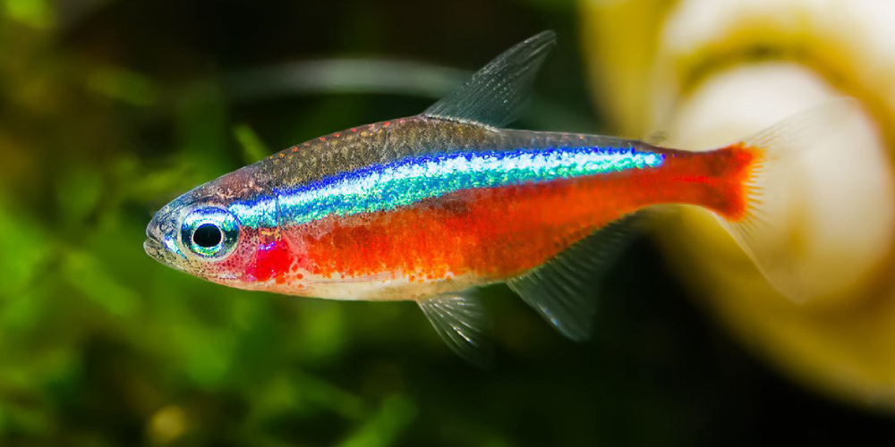 A Close-Up View Of Red & Blue Multicolored Fish Swimming.