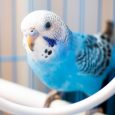 Cute Blue Colored Bird Hanging On The Swing In A White Cage.