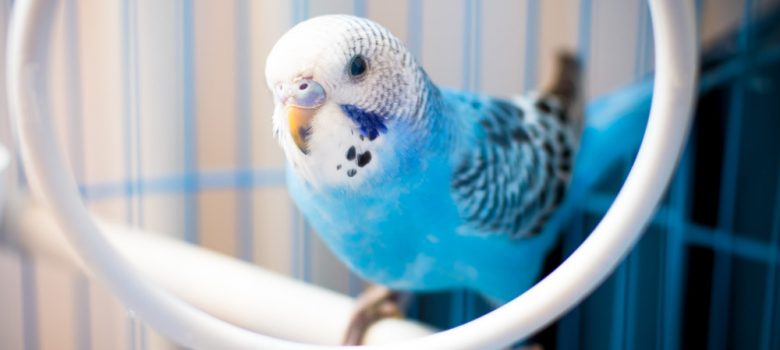 Cute Blue Colored Bird Hanging On The Swing In A White Cage.