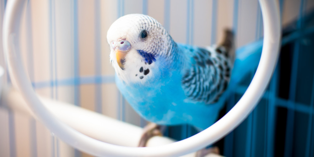 Cute Blue Colored Bird Hanging On The Swing In A White Cage.