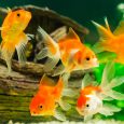 Tropical Colorful Fishes Swimming In Aquarium With Plants.