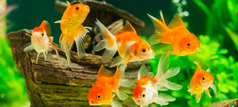 Tropical Colorful Fishes Swimming In Aquarium With Plants.