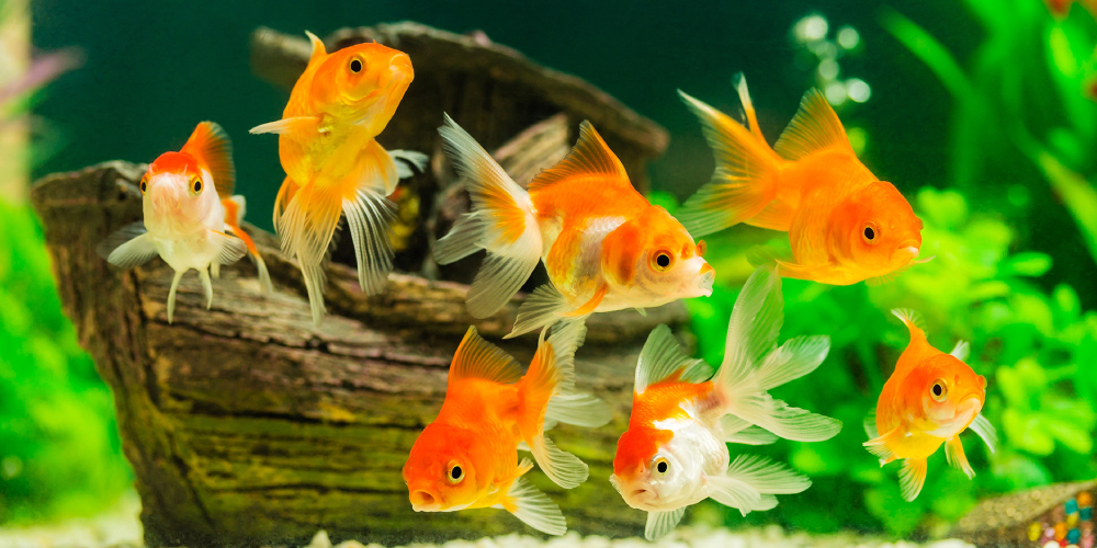 Tropical Colorful Fishes Swimming In Aquarium With Plants.