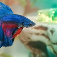 An Image Of A Male Beta Fighter Fish In Aquarium.