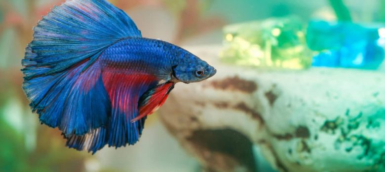 An Image Of A Male Beta Fighter Fish In Aquarium.