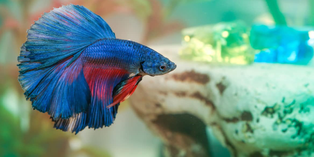 An Image Of A Male Beta Fighter Fish In Aquarium.