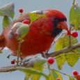 A Male Northern Red Cardinal Bird Eating Winter Berries.