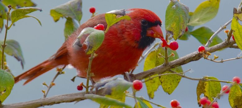 A Male Northern Red Cardinal Bird Eating Winter Berries.
