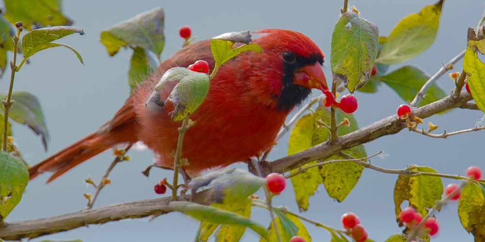 A Male Northern Red Cardinal Bird Eating Winter Berries.