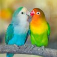 Cute Picture Two Multicolored Lovebirds Sitting On The Tree.