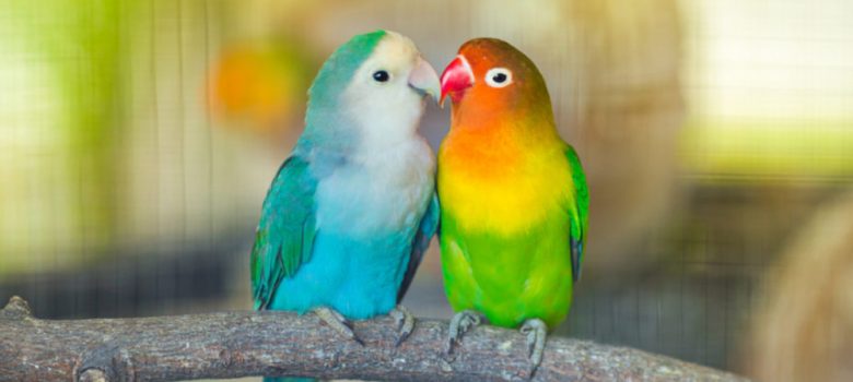 Cute Picture Two Multicolored Lovebirds Sitting On The Tree.