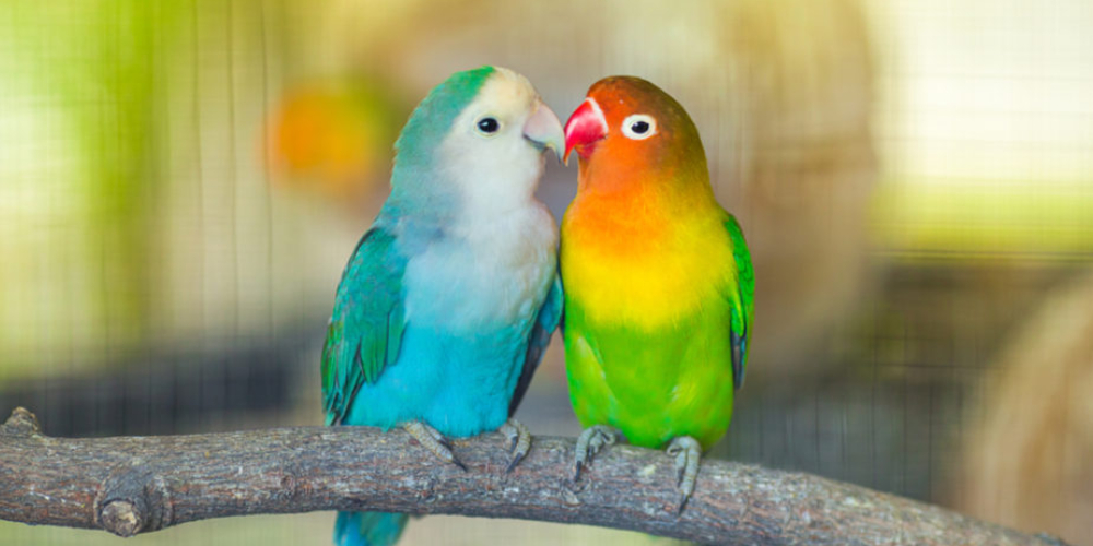 Cute Picture Two Multicolored Lovebirds Sitting On The Tree.