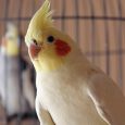 A Close-up View Of A Cockateil Caged Bird.