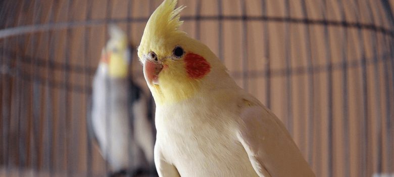 A Close-up View Of A Cockateil Caged Bird.