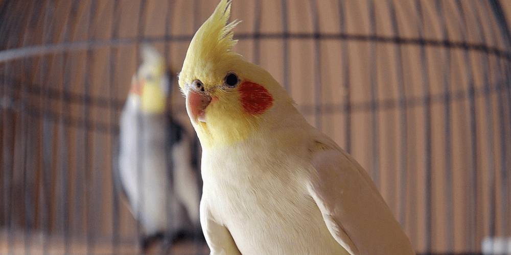 A Close-up View Of A Cockateil Caged Bird.