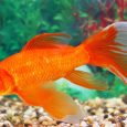 A Male Gold Fish Swimming In Fresh Water Aquarium.