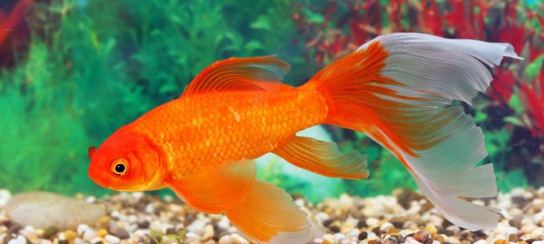 A Male Gold Fish Swimming In Fresh Water Aquarium.