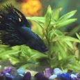 Black Fancy Molly Fish Swimming In Fresh Water Aquarium Water With Plants.