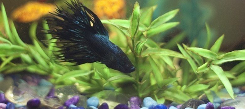 Black Fancy Molly Fish Swimming In Fresh Water Aquarium Water With Plants.