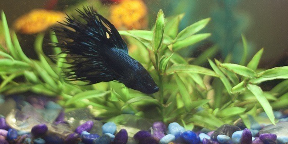 Black Fancy Molly Fish Swimming In Fresh Water Aquarium Water With Plants.