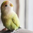 An Image Of A Cute Little Bird Sitting On A Couch.