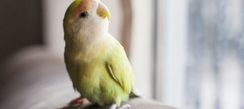 An Image Of A Cute Little Bird Sitting On A Couch.